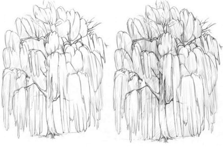 Берёза рисунок карандашом