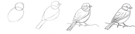 Рисование синицы поэтапно для детей