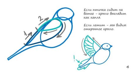 Схема поэтапного рисования синички