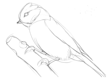 Поэтапное рисование синички 2 класс