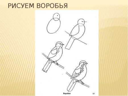 Поэтапное рисование воробья