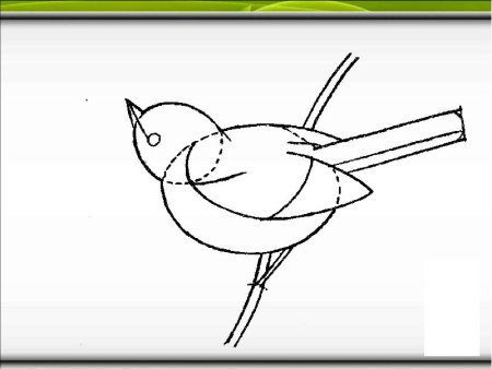 Поэтапное рисование синицы для детей
