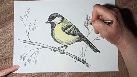 Синица на ветке карандашом
