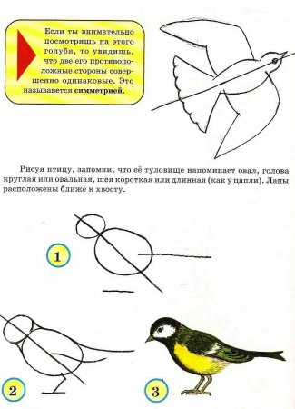 Нарисовать синичку поэтапно ребенку