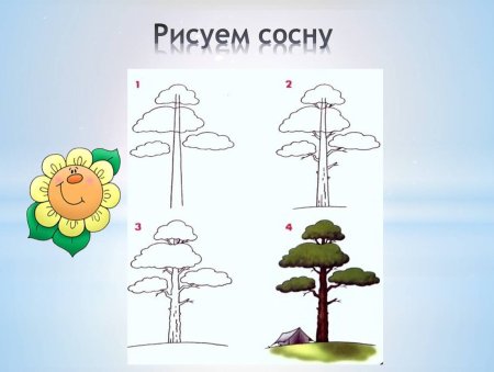 Этапы рисования сосны