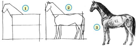 Строение лошади для детей