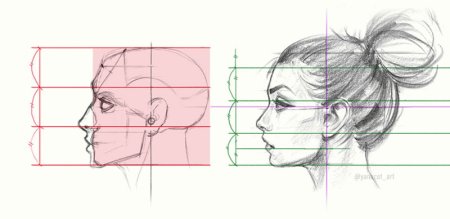 Пропорции портрета человека профиль