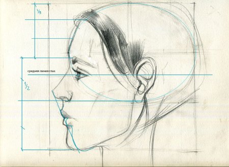 Пропорции портрета человека профиль