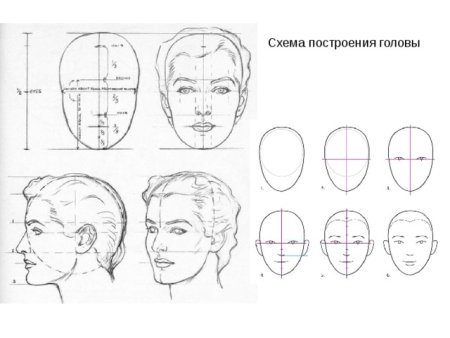 Пропорции головы человека схема построения