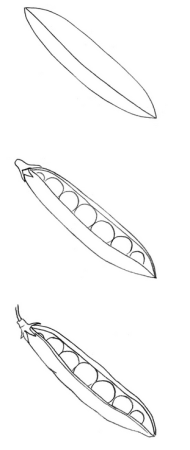 Как нарисовать горох поэтапно