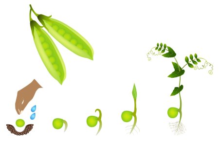 Этапы роста гороха