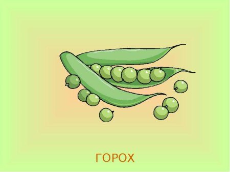 Горох иллюстрация