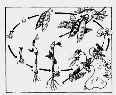 Фазы развития гороха посевного