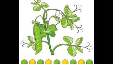 Опыты Менделя с цветками гороха