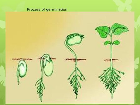 Развитие проростка из семени