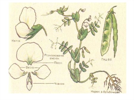 Семейство бобовые горох посевной