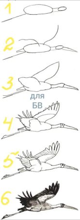 Поэтапное рисование аиста