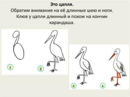 Цапля рисунок 2 класс