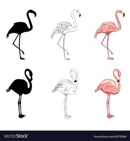 Рисунок фламинго для детей поэтапно (49 фото)