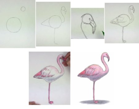Рисование Фламинго поэтапно