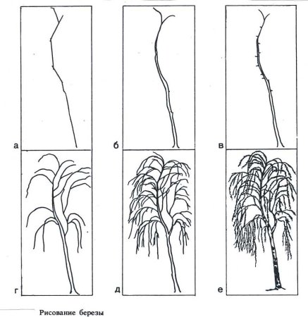 Берёза поэтапное рисование