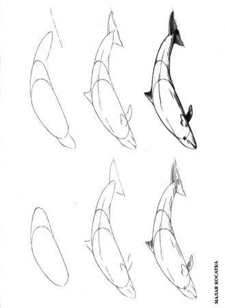 Пошаговое рисование кита