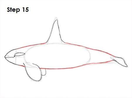 Как рисовать касатку