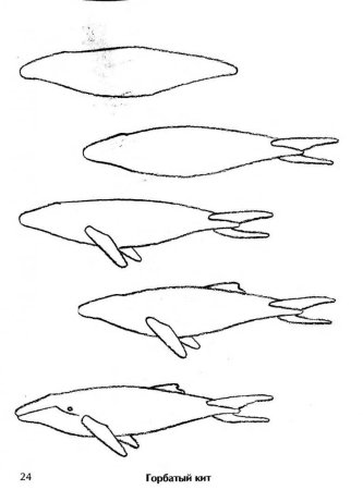 Как нарисовать кита Мяло поэтапно для начинающих в домашних условиях