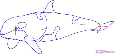 Схемы рисования морских обитателей в подготовительной группе