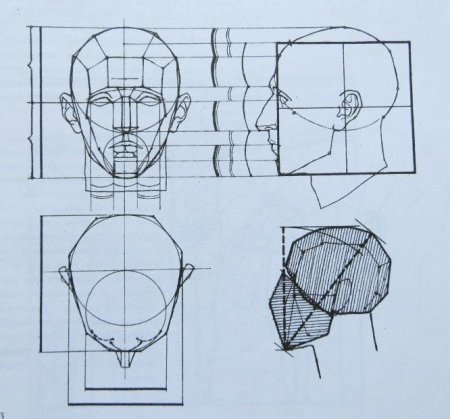Пропорции обрубовки головы