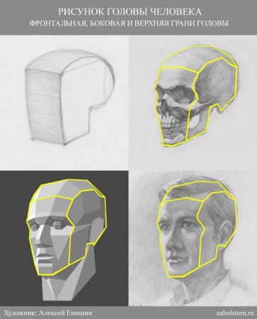 Пропорции обрубовки черепа