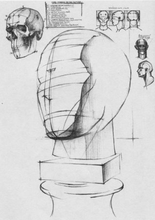 Пропорции головы человека Академический рисунок
