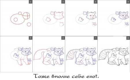 Схема рисования енота