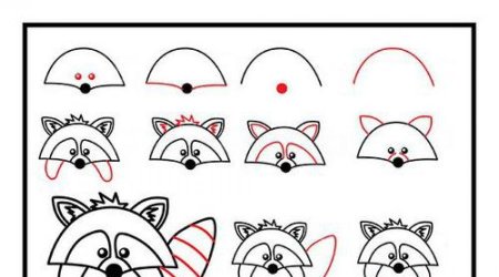 Поэтапный рисунок енота