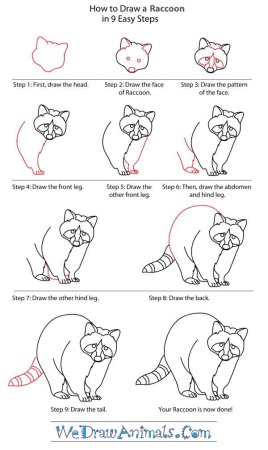 Рисовать енота пошагово