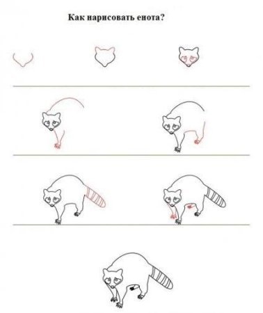 Как нарисовать енота