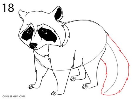 Схема рисования енота