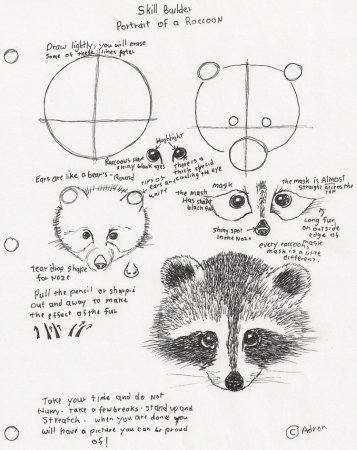 Красная Панда рисунок карандашом