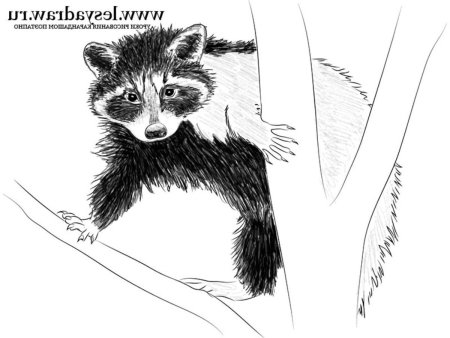 Нарисовать енота поэтапно для детей
