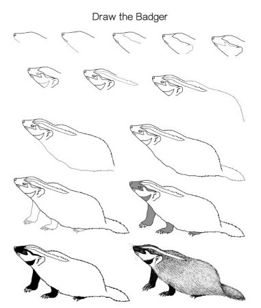 Поэтапное рисование енота