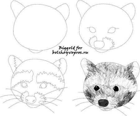 Как нарисовать енота поэтапно