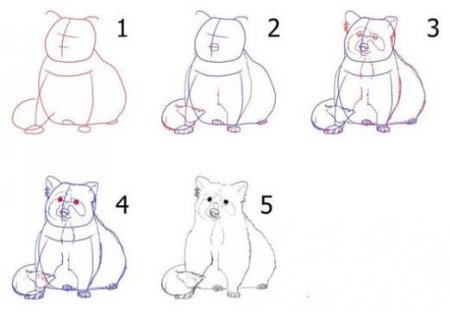 Как нарисовать енота