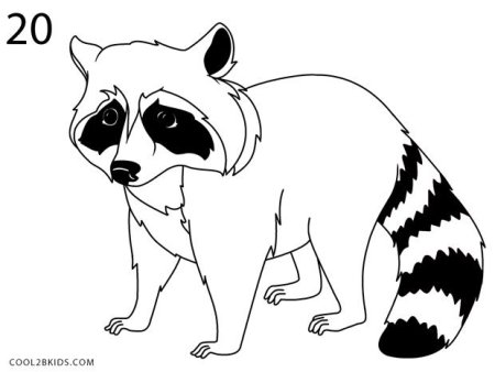 Енот рисунок для детей