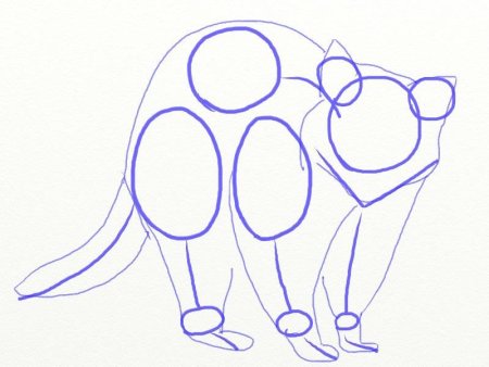 Нарисовать енота полоскуна пошагово