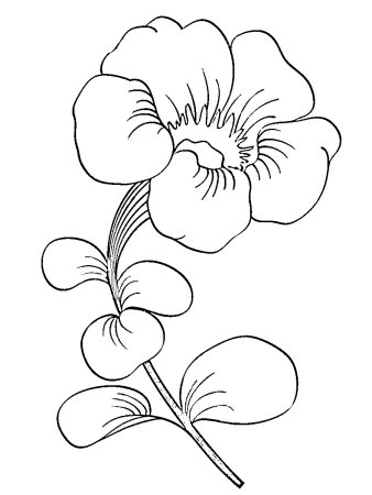 Раскраска петуния цветок