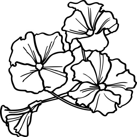 Петуния раскраска