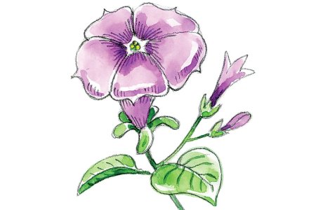 Петуния строение цветка