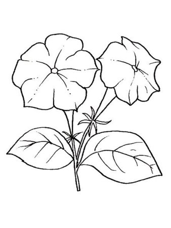 Петуния карандашом