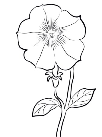 Цветы петунья раскраска