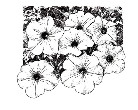 Петунии скетч